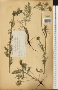 Жабрица однолетняя L., Восточная Европа, Центральный лесостепной район (E6) (Россия)