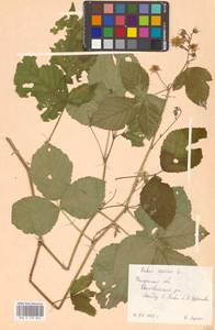 Ежевика сизая L., Восточная Европа, Центральный район (E4) (Россия)