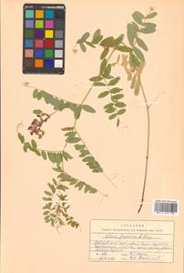 Горошек Ворошилова N.S.Pavlova, Сибирь, Дальний Восток (S6) (Россия)