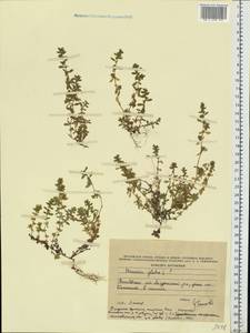 Грыжник голый L., Восточная Европа, Центральный лесостепной район (E6) (Россия)