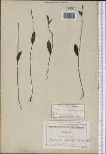 Pogonia ophioglossoides (L.) Ker Gawl., Америка (AMER) (США)