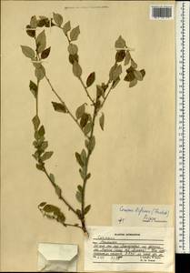 Prunus bifrons Fritsch, Зарубежная Азия (ASIA) (Афганистан)