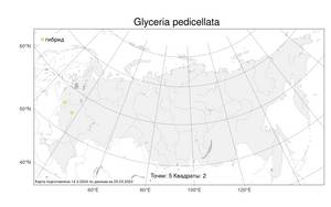 Glyceria pedicellata, Манник узкоколосковый F.Towns., Атлас флоры России (FLORUS) (Россия)
