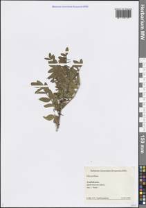 Солодка, Кавказ, Азербайджан (K6) (Азербайджан)