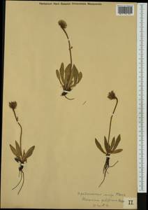 Hieracium piliferum Hoppe, Западная Европа (EUR) (Австрия)