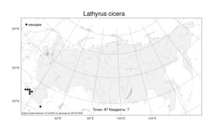Lathyrus cicera, Чина нутовая L., Атлас флоры России (FLORUS) (Россия)