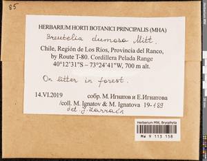 Breutelia dumosa Mitt., Гербарий мохообразных, Мхи - Америка (BAm) (Чили)