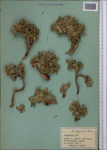 Tylosperma lignosa (Willd. ex Schltdl.) Botsch., Средняя Азия и Казахстан, Памир и Памиро-Алай (M2) (Таджикистан)