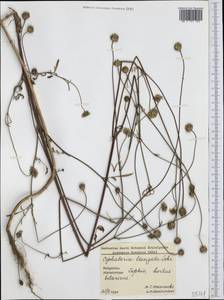 Cephalaria laevigata (Waldst. & Kit.) Schrad., Западная Европа (EUR) (Болгария)