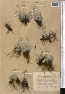 Leontopodium leontopodinum (DC.) Hand.-Mazz., Средняя Азия и Казахстан, Западный Тянь-Шань и Каратау (M3) (Киргизия)