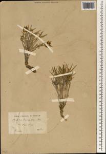 Myopordon persicum Boiss., Зарубежная Азия (ASIA) (Иран)