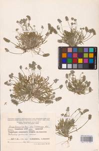 Ceratocephala orthoceras DC., Восточная Европа, Нижневолжский район (E9) (Россия)