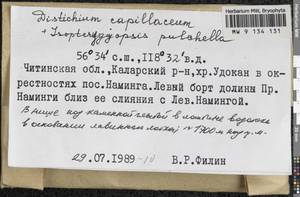 Distichium capillaceum (Hedw.) Bruch & Schimp., Гербарий мохообразных, Мхи - Прибайкалье и Забайкалье (B18) (Россия)