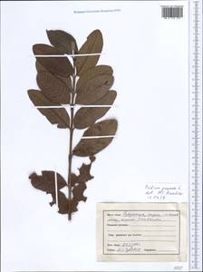 Псидиум гуайява L., Зарубежная Азия (ASIA) (Индия)