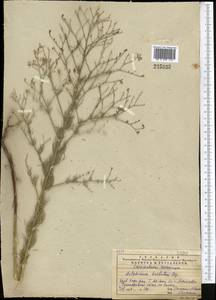 Delphinium barbatum Bunge, Средняя Азия и Казахстан, Западный Тянь-Шань и Каратау (M3) (Казахстан)