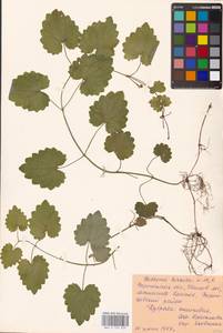 MHA 0 155 829, Будра плющевидная L., Восточная Европа, Центральный лесостепной район (E6) (Россия)