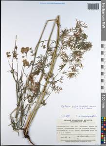 Кадения сомнительная (Schkuhr) Lavrova & V.N.Tikhom., Сибирь, Западная Сибирь (S1) (Россия)