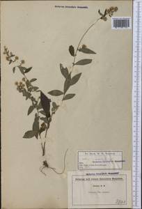Symphyotrichum laeve var. purpuratum (Nees) G. L. Nesom, Америка (AMER) (США)