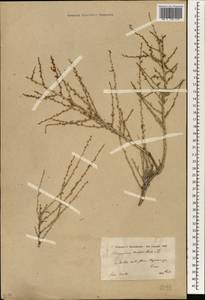 Pteropyrum aucheri Jaub. & Spach, Зарубежная Азия (ASIA) (Иран)