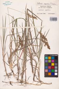 Anthoxanthum repens (Host) Veldkamp, Восточная Европа, Нижневолжский район (E9) (Россия)