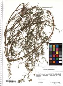 Medicago falcata subsp. falcata, Восточная Европа, Средневолжский район (E8) (Россия)