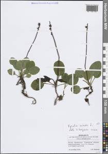 Грушанка малая L., Восточная Европа, Средневолжский район (E8) (Россия)