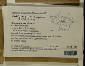 Amblystegium serpens (Hedw.) Schimp., Гербарий мохообразных, Мхи - Центральное Нечерноземье (B6) (Россия)