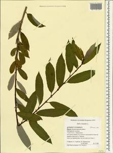 Ива трехтычинковая L., Крым (KRYM) (Россия)