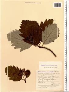 Hedlundia armeniaca (Hedl.) Mezhenskyj, Кавказ, Краснодарский край и Адыгея (K1a) (Россия)