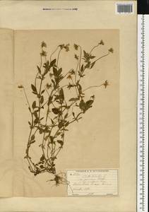 Фиалка трехцветная, Анютины глазки L., Восточная Европа, Московская область и Москва (E4a) (Россия)