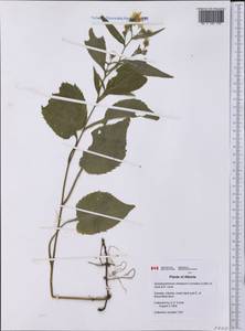 Symphyotrichum ciliolatum (Lindl.) Á. Löve & D. Löve, Америка (AMER) (Канада)