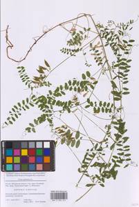 Горошек лесной L., Восточная Европа, Московская область и Москва (E4a) (Россия)