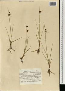 Juncus castaneus subsp. triceps (Rostk.) Novikov, Монголия (MONG) (Монголия)
