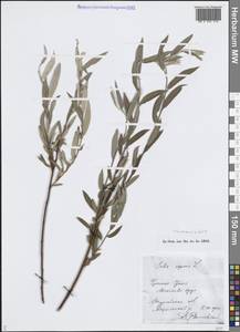 Ива розмаринолистная L., Средняя Азия и Казахстан, Прикаспийский Устюрт и Северное Приаралье (M8) (Казахстан)