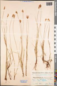 Осока ранняя Schreb., Восточная Европа, Северо-Украинский район (E11) (Украина)