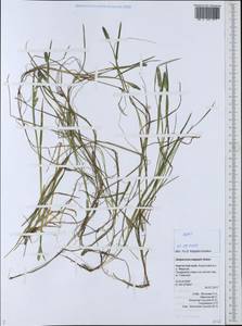 Лисохвост равный Sobol., Сибирь, Чукотка и Камчатка (S7) (Россия)