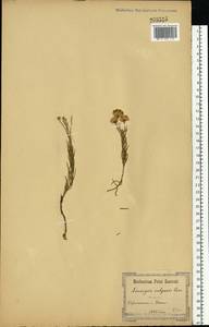 Солонечник льновидный (L.) Rchb. fil., Восточная Европа, Северо-Украинский район (E11) (Украина)