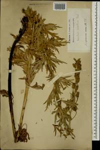 Aconitum variegatum subsp. nasutum (Fischer ex Rchb.) Götz, Кавказ, Армения (K5) (Армения)