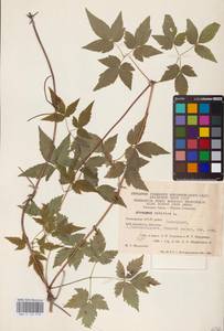 Княжик сибирский (L.) Mill., Восточная Европа, Восточный район (E10) (Россия)