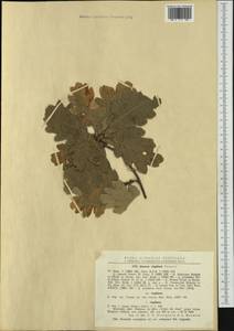 Дуб пушистый Willd., Западная Европа (EUR) (Румыния)