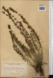 Подмаренник настоящий, Средняя Азия и Казахстан, Сырдарьинские пустыни и Кызылкумы (M7) (Казахстан)