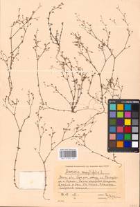 Песчанка тимьянолистная L., Восточная Европа, Московская область и Москва (E4a) (Россия)