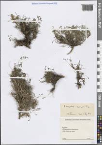 Астрагал Левье Freyn ex Sommier & Levier, Кавказ, Грузия (K4) (Россия)