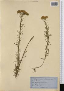 Солонечник льновидный (L.) Rchb. fil., Западная Европа (EUR) (Швейцария)