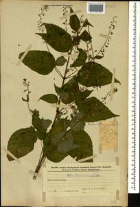 Двулепестник парижский, Цирцея парижская L., Кавказ, Азербайджан (K6) (Азербайджан)