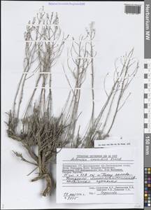 Artemisia kemrudica Krasch., Средняя Азия и Казахстан, Прикаспийский Устюрт и Северное Приаралье (M8) (Казахстан)