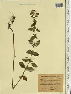 Душица обыкновенная L., Восточная Европа, Московская область и Москва (E4a) (Россия)