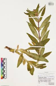 Горечавка крестовидная L., Восточная Европа, Центральный район (E4) (Россия)