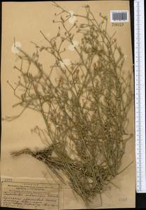 Вьюнок седоватый Schrenk, Средняя Азия и Казахстан, Муюнкумы, Прибалхашье и Бетпак-Дала (M9) (Казахстан)