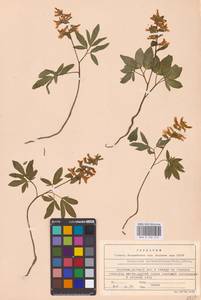 Хохлатка полая (L.) Schweigg. & Körte, Восточная Европа, Центральный лесостепной район (E6) (Россия)